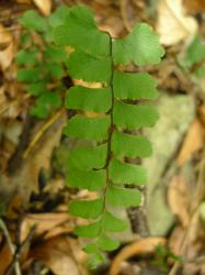 Adiantum diaphanum. Adaxial surface of 1-pinnate frond.
 Image: L.R. Perrie © Te Papa CC BY-NC 3.0 NZ